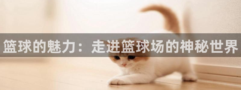 篮球的魅力：走进篮球场的神秘世界
